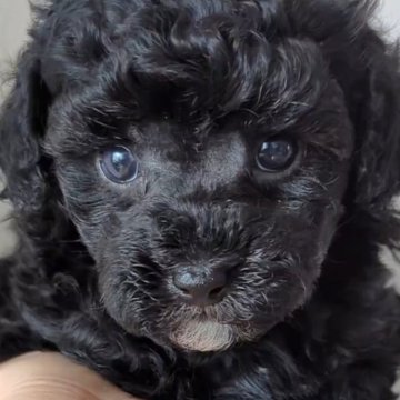 黒トイプードル♡ （ブラック(黒)のトイプードルの子犬を探す