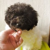 トイプードル(ティーカップ)