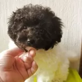 ティーカッププードル