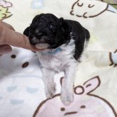 トイプードル(トイ)