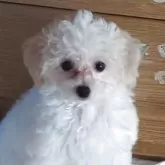 タイニープードル