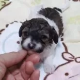 トイプードル(トイ)