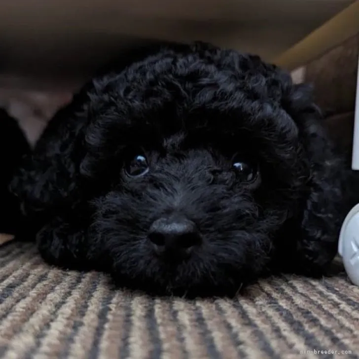たじま 様のお迎えした子犬