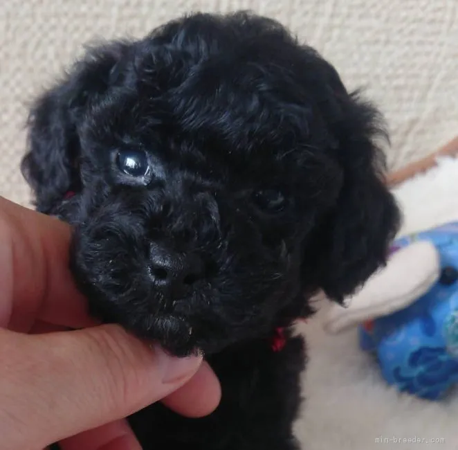 ID：1910-01435の子犬
