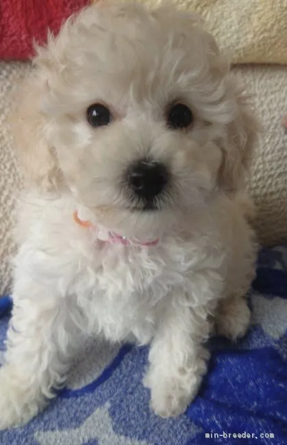 ID：2001-03255の子犬