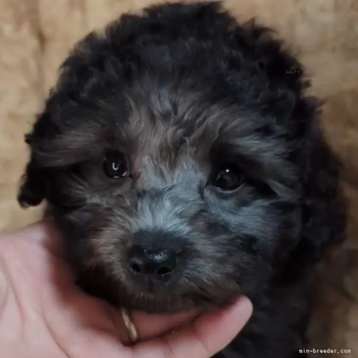 ID:2312-05235の子犬
