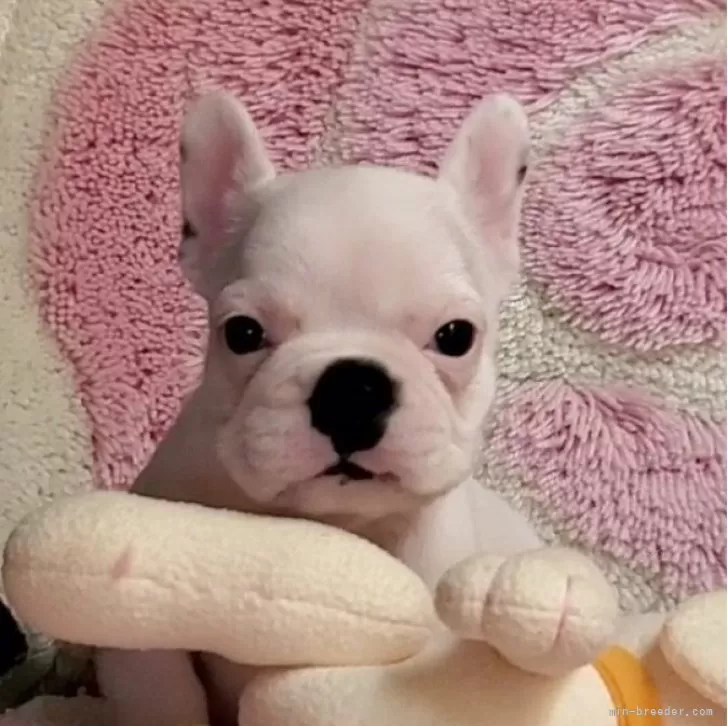 ID:2410-05923の子犬