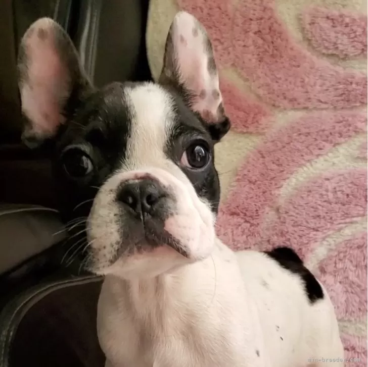ID：2410-05887の子犬