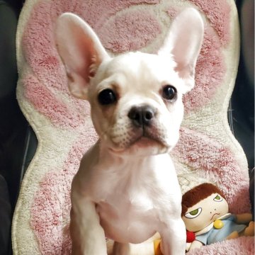 フレンチブルドッグ【青森県・女の子・2025年9月11日・クリーム】の写真「良血統、優しいお顔の女の子👧」