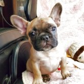 フレンチブルドッグ