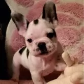 フレンチブルドッグ