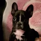 フレンチブルドッグ