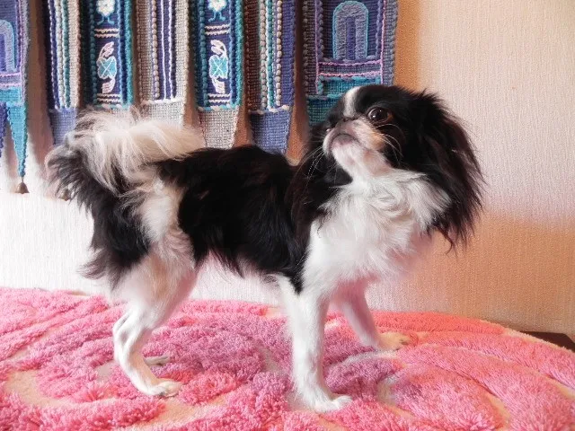 ID:1104-00218の子犬