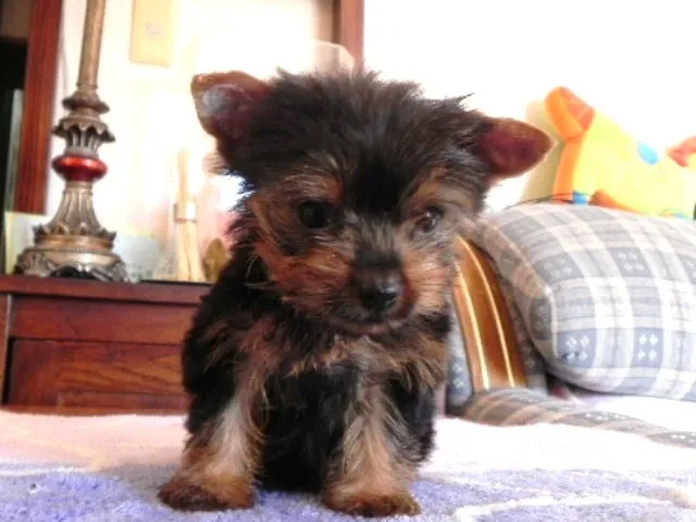 ID：1111-00103の子犬