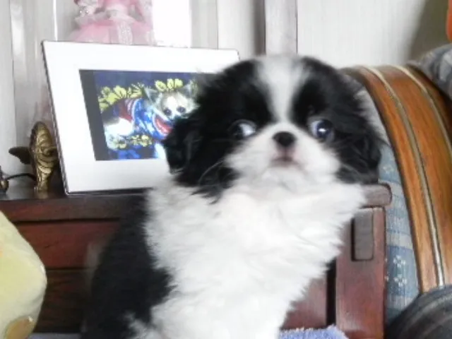 ID：1104-00217の子犬