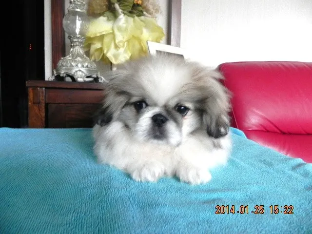 ID:1310-00571の子犬
