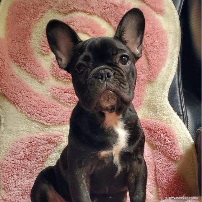 フレンチブルドッグ【・女の子・2022年6月17日・ブリンドル】
