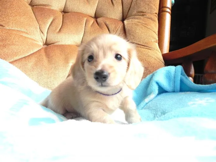 ID:1406-01147の子犬