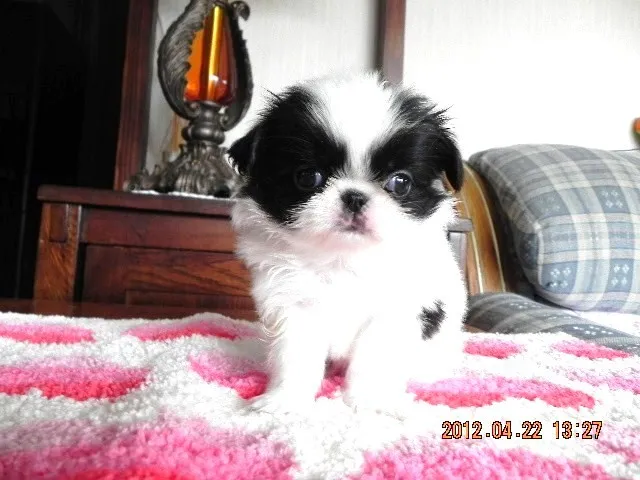 ID:1204-00070の子犬