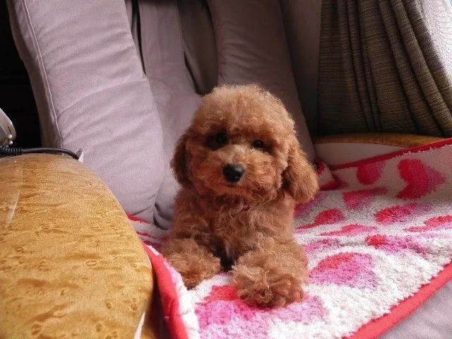 ID：1208-00655の子犬