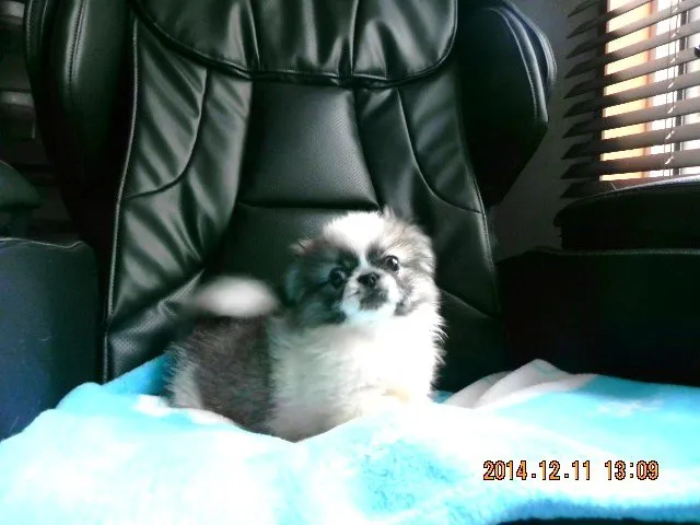 ID:1409-01479の子犬