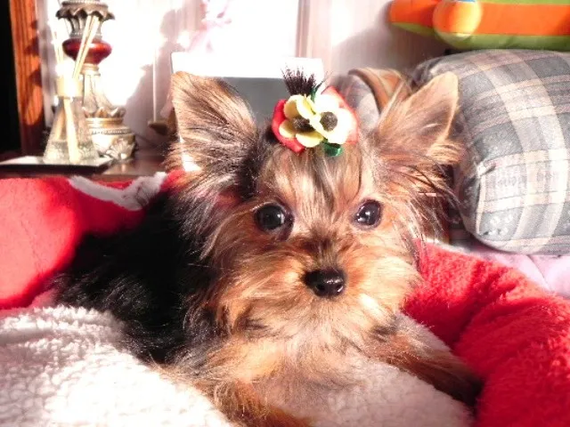 ID：1111-00105の子犬