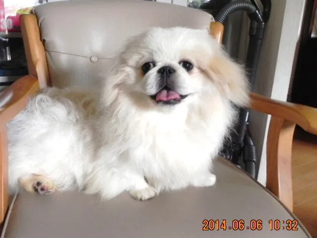 ID：1310-00568の子犬