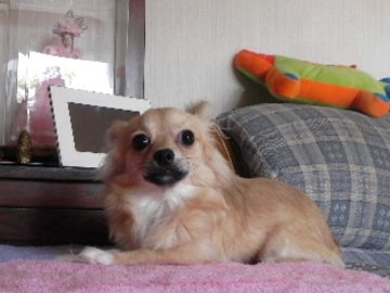 チワワ(ロング)【青森県・女の子・2011年4月20日・クリーム】の写真「」