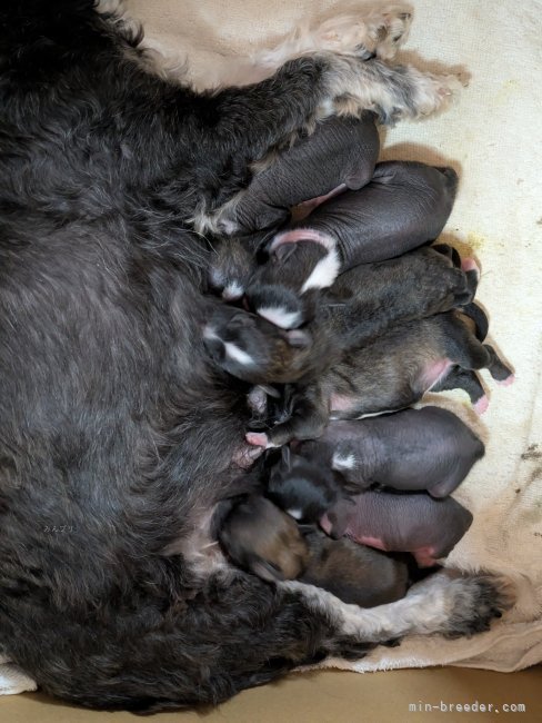 原田圭子ブリーダーのブログ：チャイニーズクレステッドドックベビー誕生