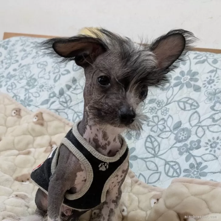 T.I 様のお迎えした子犬