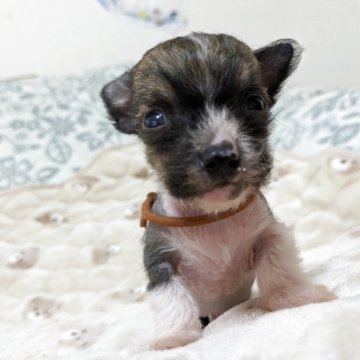 チャイニーズ・クレステッド・ドッグ【大分県・男の子・2025年11月8日・レッド&ホワイト】の写真「ヘアレスボーイ」