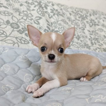 チワワ(スムース)【大分県・男の子・2025年7月28日・ブルーフォーン&ホワイト】の写真「元気に成長中」