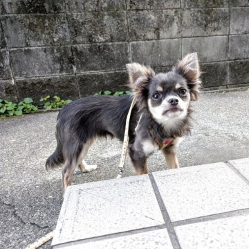 チワワ(ロング)【大分県・男の子・2024年11月20日・ブルー】の写真「ちょっぴりシャイな可愛い子ちゃん」