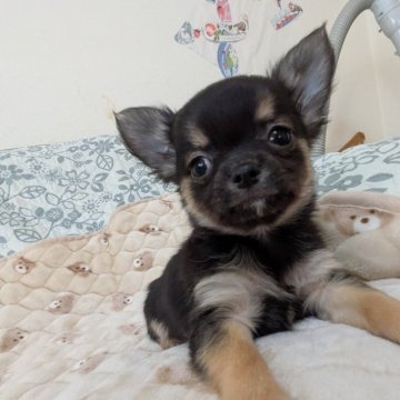 チワワ(ロング)【大分県・男の子・2024年11月7日・ブラックタン】の写真「見た目には解りませんが、尾曲がりの為お安く致します」
