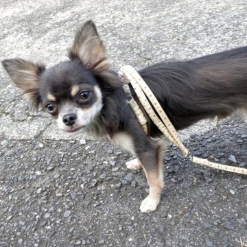 チワワ(ロング)【大分県・男の子・2024年11月20日・ブルー】の写真「ちょっぴりシャイな可愛い子ちゃん」