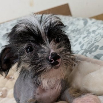 チャイニーズ・クレステッド・ドッグ【大分県・男の子・2024年11月13日・ブラウン】の写真「ヘアレスタイプです。」