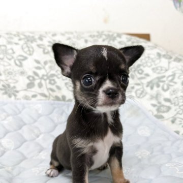 チワワ(スムース)【大分県・女の子・2025年7月28日・ブラックタン&ホワイト】の写真「可愛いく元気に成長中」