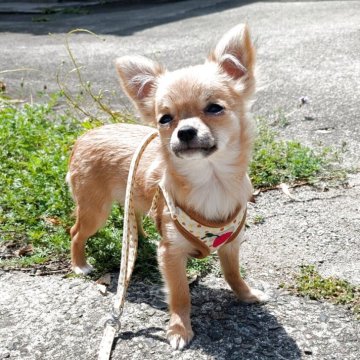 チワワ(ロング)【大分県・女の子・2024年11月18日・フォーン】の写真「小振りな愛らしいお嬢様です。　」