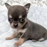 チワワ(スムース)