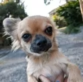 チワワ(ロング)