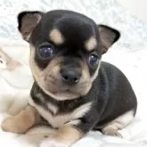 チワワ(スムース)【大分県・男の子・2025年10月10日・ブラックタン】の写真1「11月13日 体重　830g」