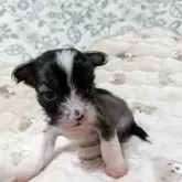 チャイニーズ・クレステッド・ドッグ