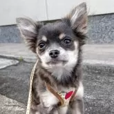 チワワ(ロング)