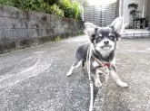 チワワ(ロング)【大分県・男の子・2024年11月20日・ブルー】の写真2