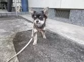チワワ(ロング)【大分県・男の子・2024年11月20日・ブルー】の写真5