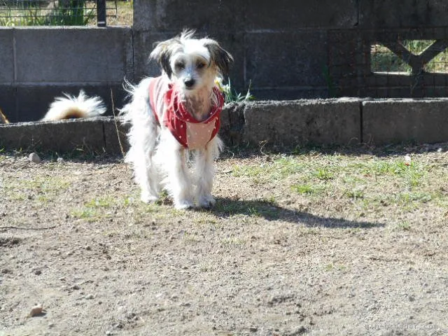 シェリル 様のお迎えした子犬