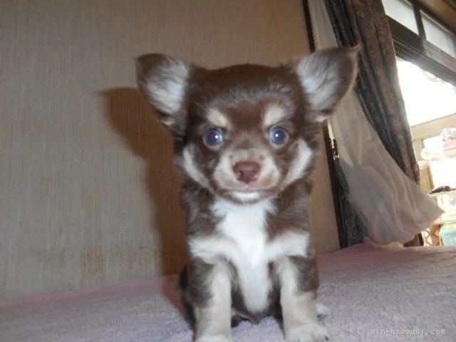 チョコタンさん 様のお迎えした子犬