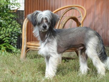 チャイニーズ・クレステッド・ドッグ【大分県・男の子・2015年4月19日・ブラック&ホワイト】の写真「素敵なヘアレスボーイです」