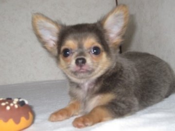 チワワ(ロング)【大分県・女の子・2011年6月7日・ブルー・フォーン】の写真「」