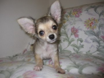 チワワ(ロング)【大分県・男の子・2012年4月11日・フォーンセーブル】の写真「」